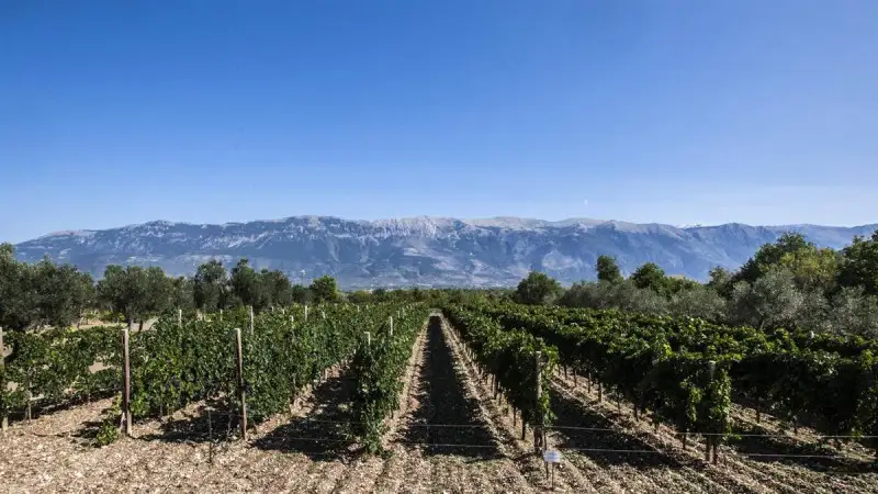 Via libera del Comitato Nazionale Vini al &ldquo;Modello Abruzzo&rdquo;