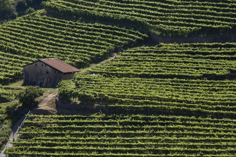 Vigneti eroici e storici: ecco cosa prevede il decreto