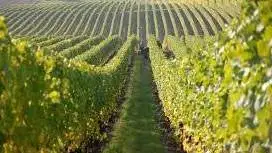 Prosecco: per la Docg Londra resta prima destinazione