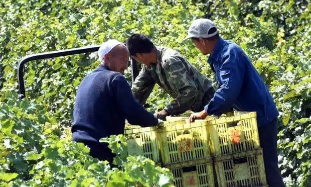 Oiv: la Cina primo produttore di uva anche nel 2018