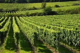 Ismea: in Italia bio il 19% dei vigneti, &egrave; primato europeo