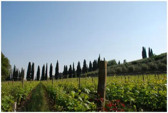 Veneto: prorogati i termini per il Bando per il settore vitivinicolo