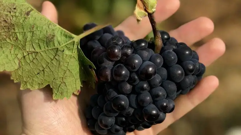 Nuove figure professionali: nasce il Formatore Agricolo Ambientale