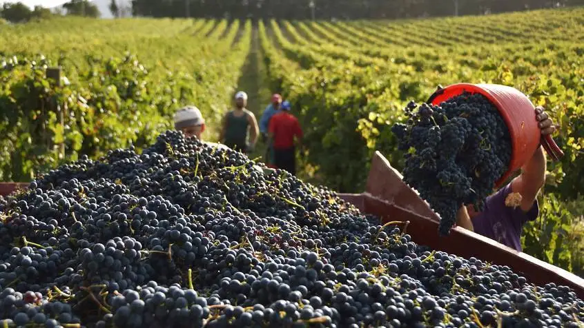 Online il vademecum sui controlli della campagna vendemmiale 2019/2020