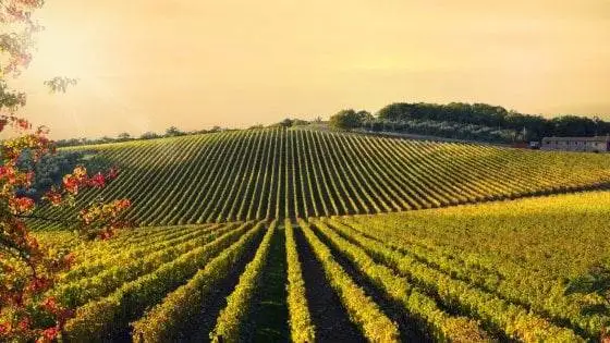 Vinificazioni IGP fuori zona: concessa proroga a luglio per adeguarsi a nuove norme Ue