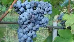 DOC Pinerolese, Ministero conferma incarico al consorzio