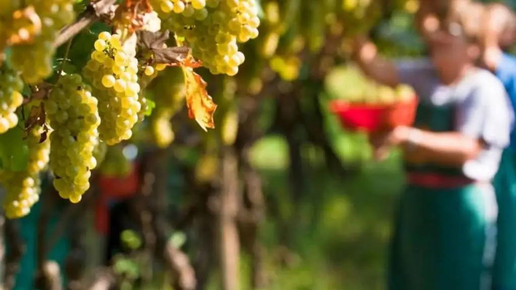 Canada: tetto al 2% per l&rsquo;adeguamento delle accise sull&rsquo;alcol