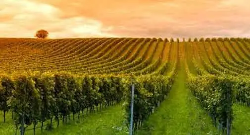 La filiera del vino: bene le semplificazioni votate in Parlamento