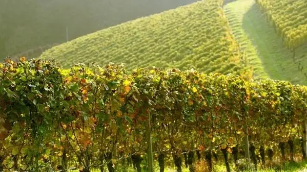 Covid-19: la Ue rende pi&ugrave; flessibile il sistema di autorizzazioni per gli impianti viticoli