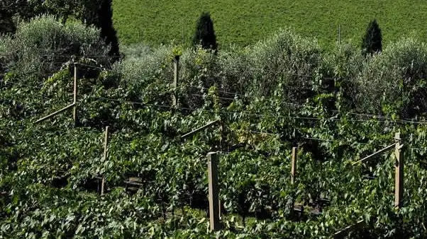 Promozione orizzontale dei prodotti agroalimentari: il vino non sar&agrave; escluso