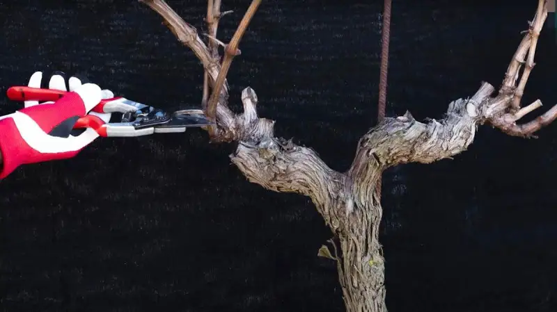 Vine Master Pruners, in arrivo nuovi corsi di potatura della vite