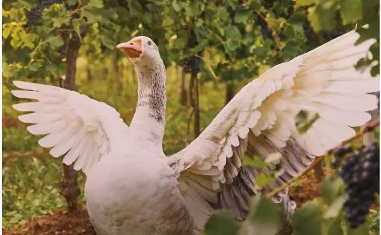 I Vini del Montello e le oche di san Martino, enclave bordolese nel trevisano