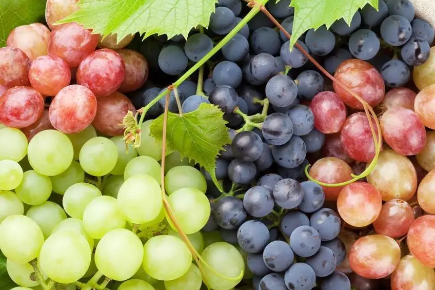 Sulle etichette del vino europeo torna l'origine delle uve