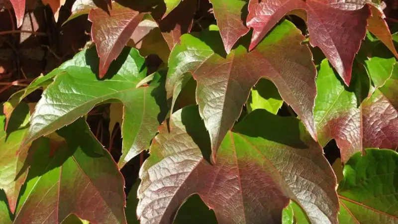 Il cambiamento climatico non porta solo benefici alla coltivazione della vite in Inghilterra