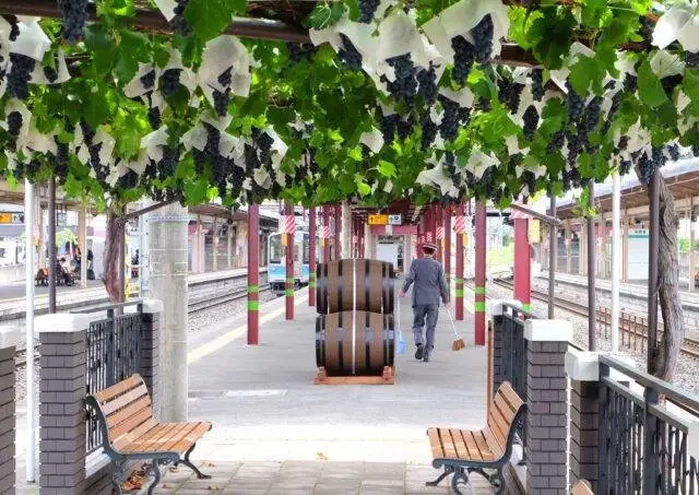 Giappone: esce il primo vino da uve coltivate in una stazione ferroviaria