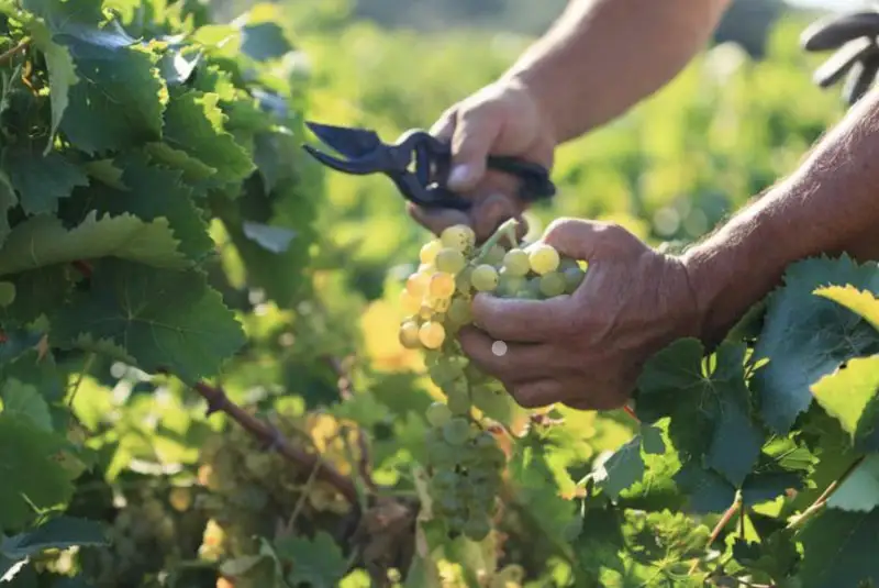 Al via fondi Vendemmia Verde per la campagna 2022-2023