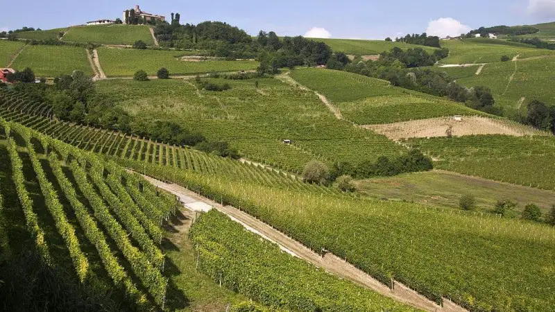 Commodities agricole: l'aumento dei prezzi penalizza i Paesi trasformatori come l'Italia
