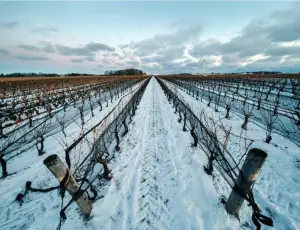 Boom delle vendite domestiche di vino canadese (grazie a Trump)