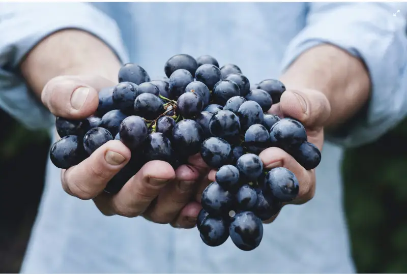In Gazzetta il Dpcm sui lavoratori agricoli stagionali extra-Ue