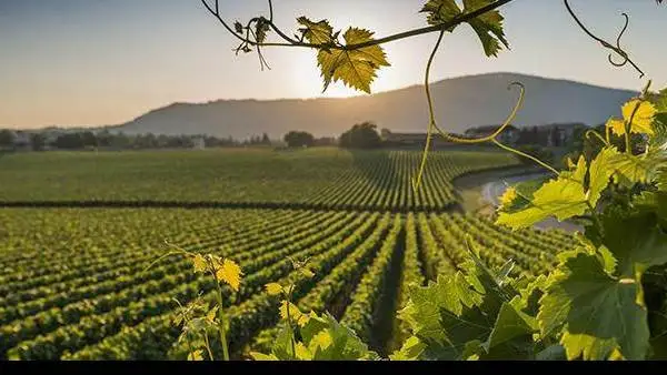 Ismea: nell&rsquo;agroalimentare fiducia ai minimi, mai cos&igrave; bassa nemmeno durante il Covid