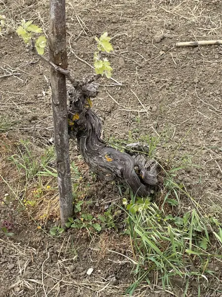 Integrata la lista delle aree vitate in cui &egrave; ammessa una resa di produzione superiore alle 30 ton/ha