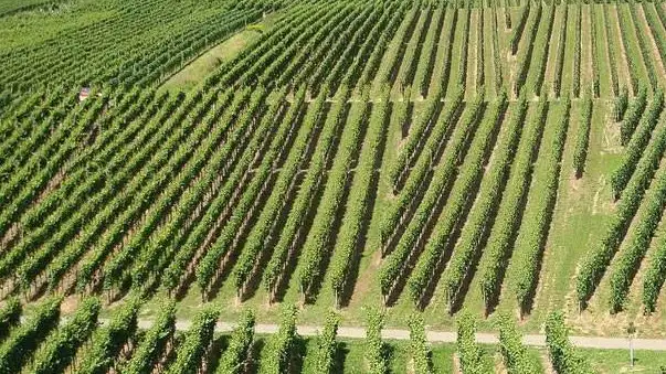 Produzioni vegetali, campagna assicurativa 2016: pubblicato Decreto Masaf