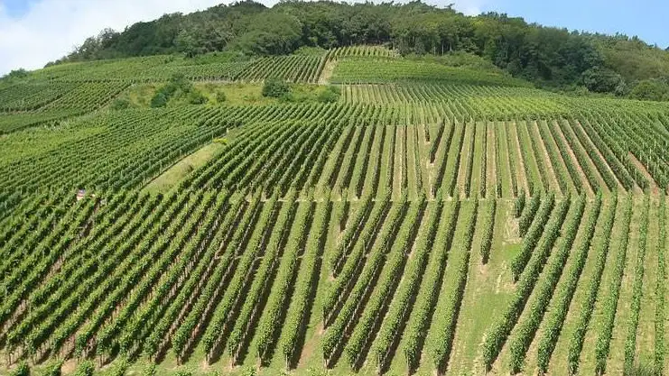 Aperta la sesta edizione della Banca nazionale delle Terre Agricole Ismea