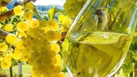 Cambia il disciplinare di produzione dei vini Doc Sicilia e quella dei vini Igt Terre siciliane