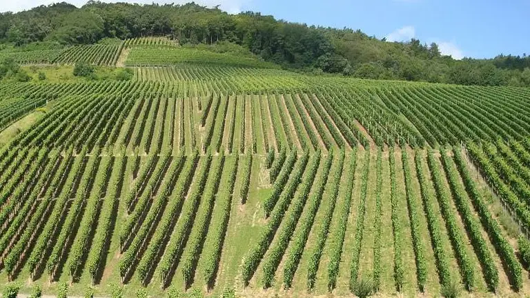 Agroalimentare, IV trimestre 2022: crescono gli investimenti, consumi in lieve flessione