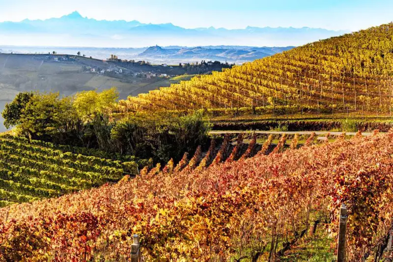 In aumento le superfici agricole in affitto. Stabili i canoni