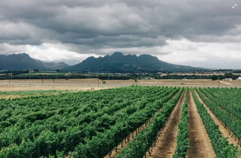 Sudafrica, vignaioli fanno fronte comune contro nuova attività mineraria