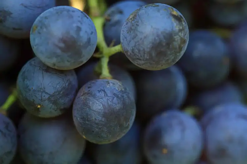 Colli Berici: il libro che racconta il cuore verde di Vicenza