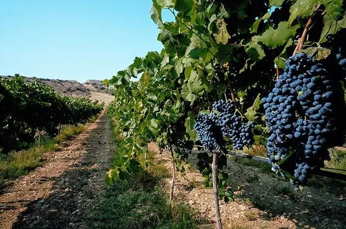 Al via la certificazione della sostenibilit&agrave; della filiera vitivinicola