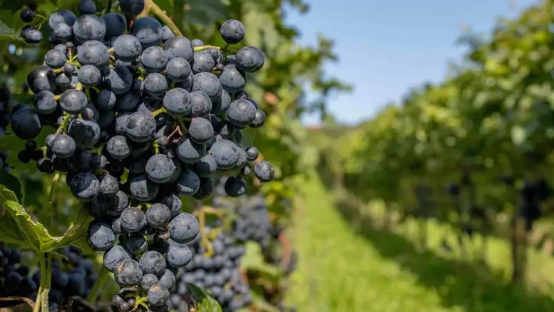 Oiv pubblica le linee guida per l'utilizzo sostenibile dell'acqua nei vigneti