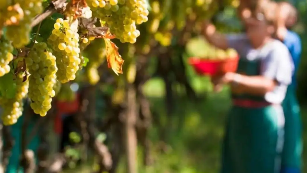 Penedès, la regione spagnola sarà la prima DO 100% biologica al mondo