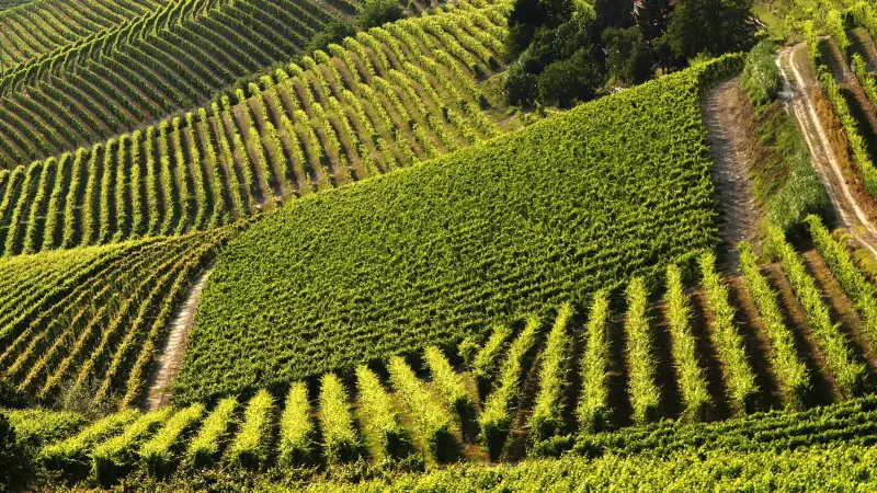 Progetto Noviagri, l'intelligenza artificiale al servizio della viticoltura