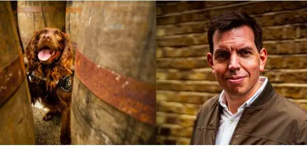 Scozia: un cocker a caccia delle imperfezioni nel legno in cui invecchia il whisky