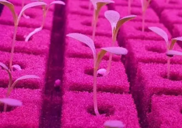 A Dubai una &ldquo;vertical farm&rdquo; di 30.000 mq