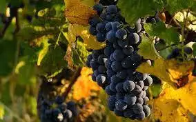 Modificato il disciplinare di produzione dei vini a DOC Barbera d&rsquo;Alba