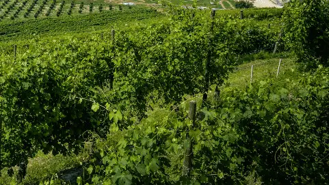 Usa: universit&agrave; della West Coast al lavoro per neutralizzare gli effetti degli incendi sui vigneti