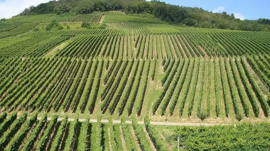 Mipaaf comunica le autorizzazioni per nuovi impianti viticoli nel 2021