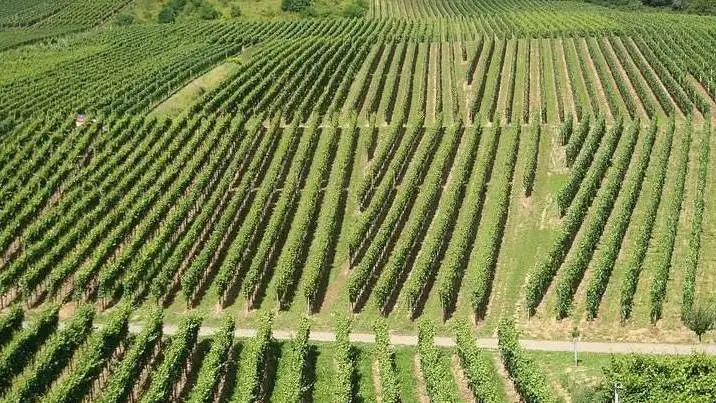 Noviagri: arriva un prototipo meccanico di atomizzatore per la vigna