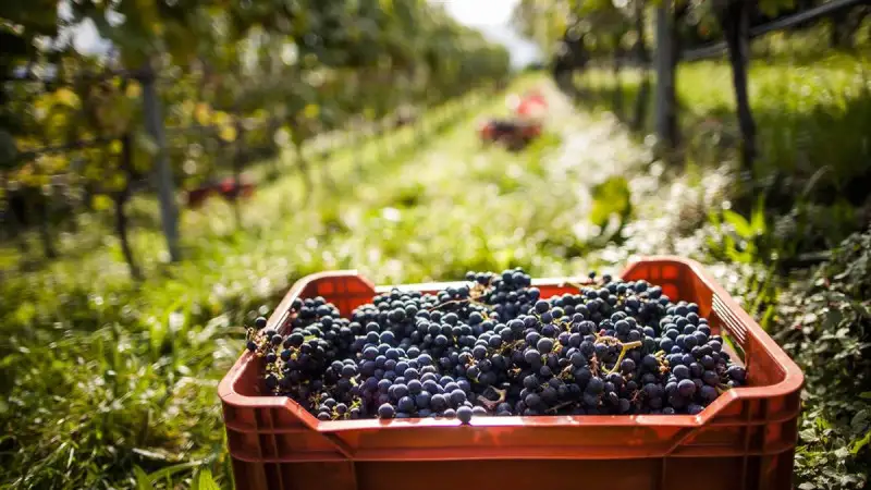 Consorzio Vini Alto Adige, impegnativa ma soddisfacente la vendemmia 2020