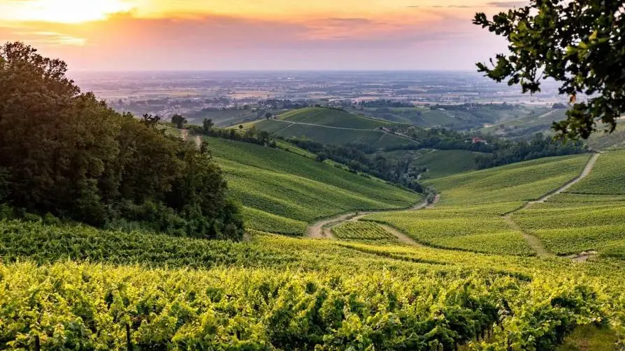 Oltrep&ograve;, terra di Pinot Nero: un territorio, un vitigno, due eccellenze