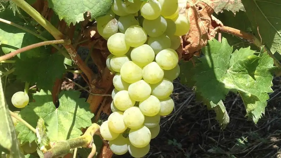 Moscato Canelli verso la Docg: 100 ettari e oltre 500mila bottiglie