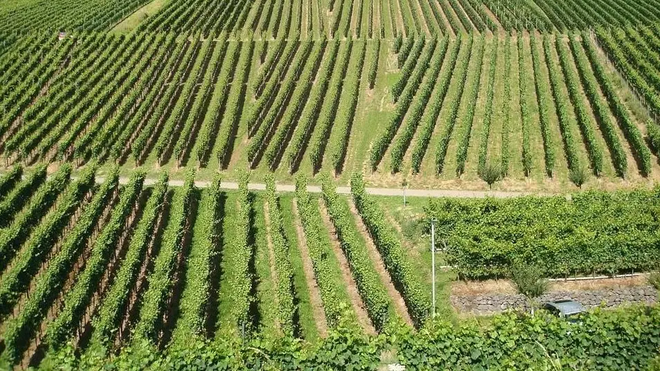 Ancora in crescita il prezzo dei terreni agricoli (+1,5%), ma con diverse velocit&agrave;