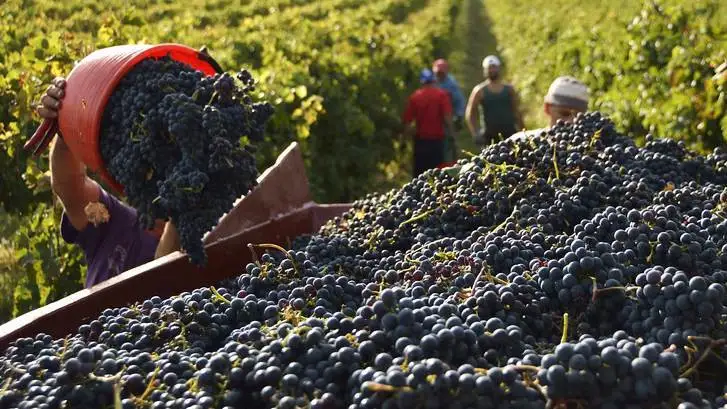 Regioni autonome: il termine per le dichiarazioni di vendemmia e produzione 2019-2020