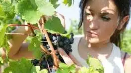 Ismea, con &ldquo;Donne in campo&rdquo; al via le agevolazioni per l&rsquo;imprenditoria femminile in agricoltura