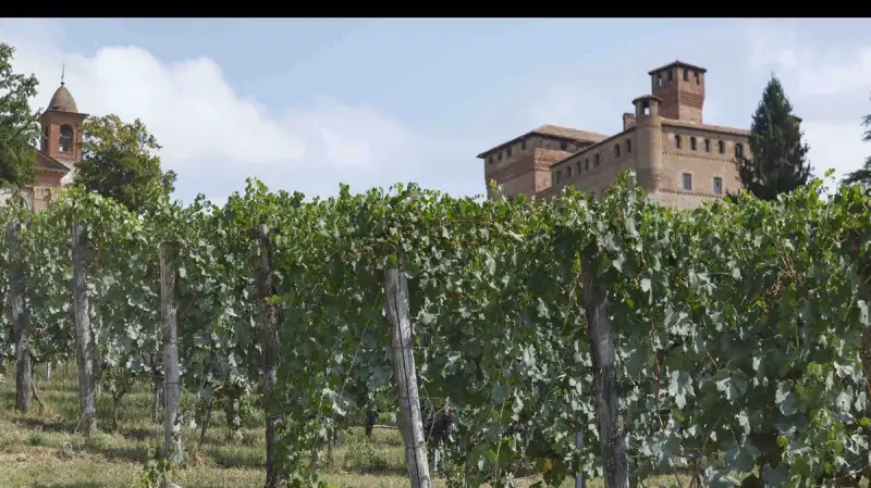 Progetto con il Cnr  per la valorizzazione di vitigni rari piemontesi