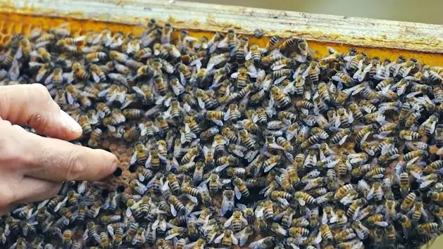 Piste e monumenti, da Citt&agrave; della Pieve a Castel San Pietro Terme